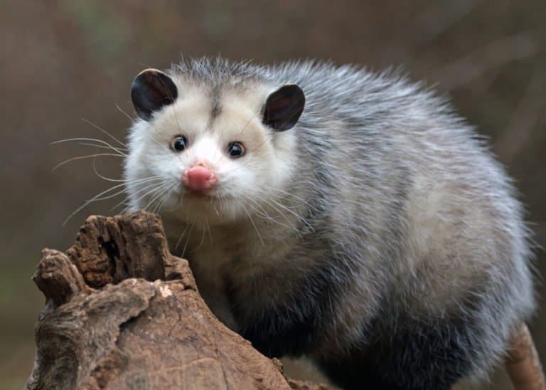possum
