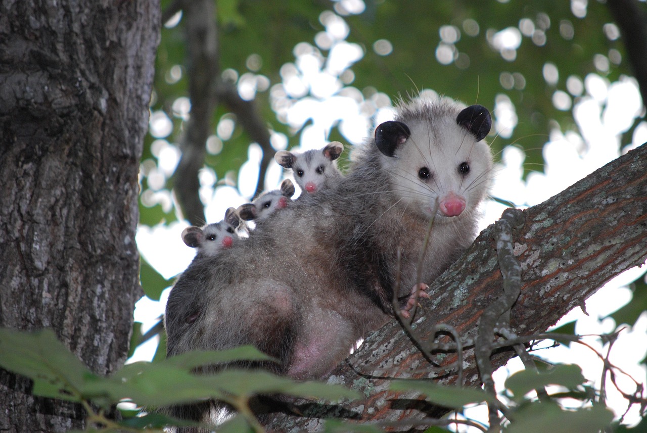 possum