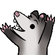 possum