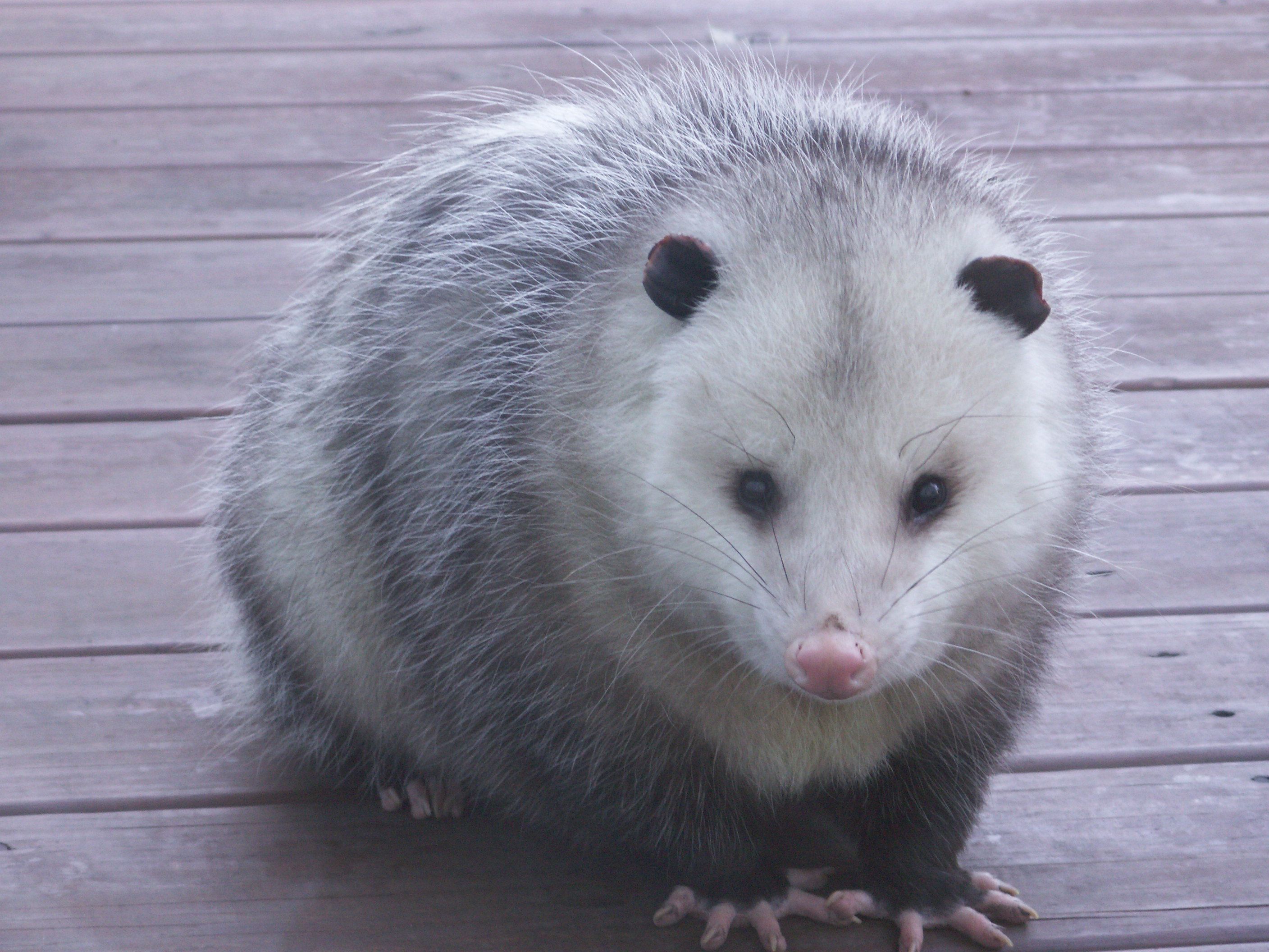 possum